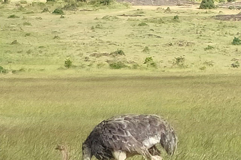 Nairobi: 3-Day epic trip to Maasai Mara Reserve with meals 3 days, 2 nights private safari to Mara in a tourist VAN