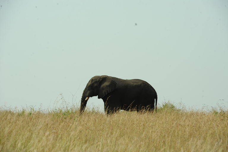 Kampala: 2-Day Murchison Falls Safari with Rhino Trek