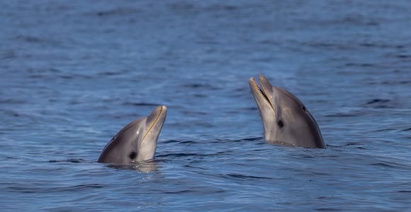 Von Can Picafort aus: Delfinbeobachtung und Höhlenbootsfahrt