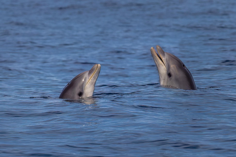 Depuis Can Picafort : Observation des dauphins et excursion en bateau dans les grottes
