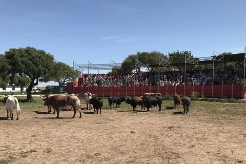 Cadiz: Andalusian Horses and Bulls Country Show