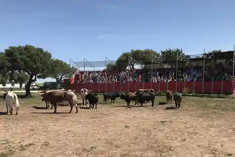 Cadiz: Andalusian Horses and Bulls Country Show