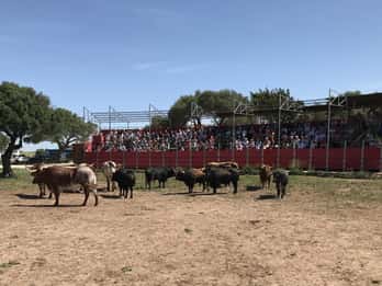 Cadix : Concours de chevaux et taureaux andalous