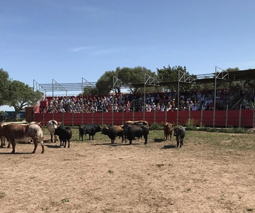 Cadiz: Andalusian Horses and Bulls Country Show