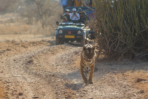 Jaipur: Jeep lub Canter Safari w Parku Narodowym Ranthambore