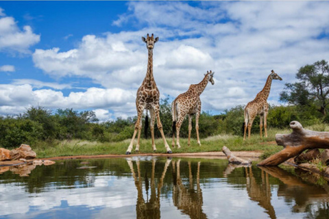 From Durban: Tala Game Reserve Half Day Safari