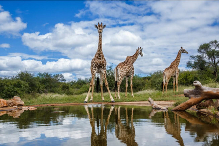 From Durban: Tala Game Reserve Half Day Safari