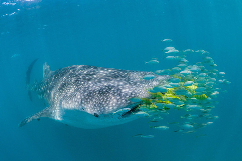Zanzibar: Mafia Island Whale Shark Day Trip from Zanzibar Private tour