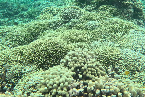 Grand Cul-de-Sac Marin Lagoon: 4-Hour Tour (Islet – Mangrove – Coral) Grand Cul-de-Sac-Marin Lagoon: 4-Hour Tour (Ilet – Mangrove – Coral)