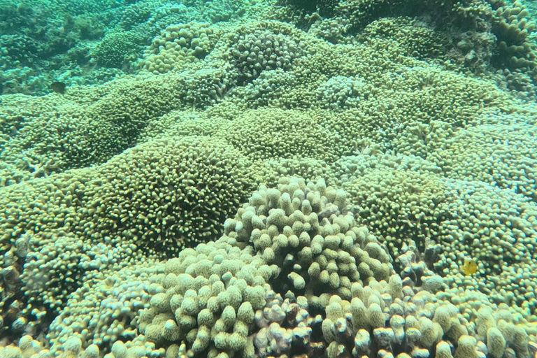 Grand Cul-de-Sac Marin Lagoon: 4-Hour Tour (Islet – Mangrove – Coral) Grand Cul-de-Sac-Marin Lagoon: 4-Hour Tour (Ilet – Mangrove – Coral)