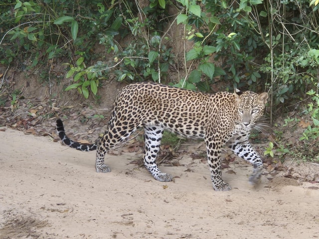 Colombo: dagtocht naar Anuradhapura en Wilpattu National Park