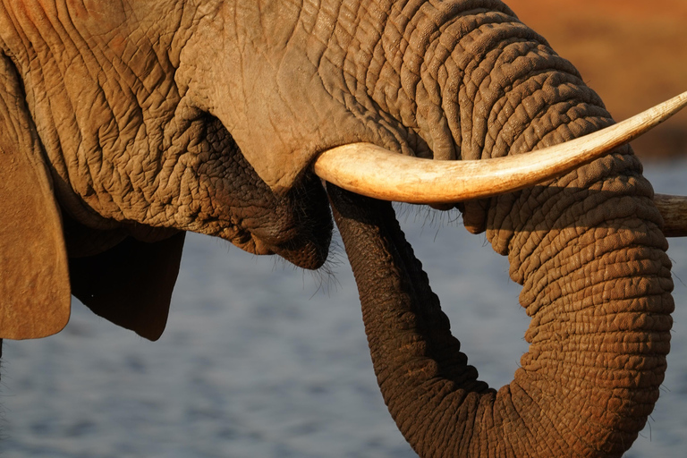 Mombasa: City Tour, Tsavo East Safari, and Beach Walk