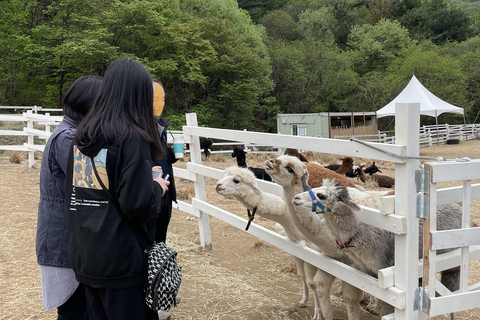 Gyeonggi: Alpaca & Sheep Ranch Admission Ticket in Gapyeong