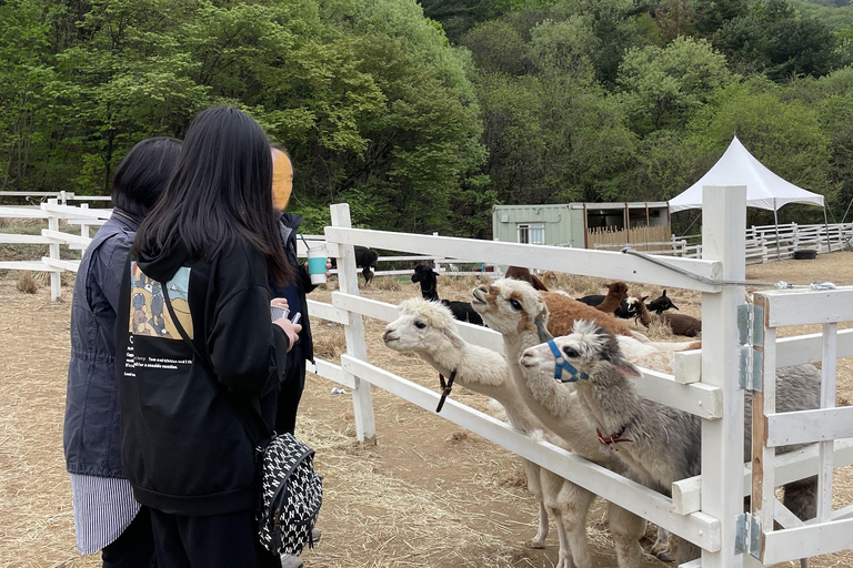 Gyeonggi: Alpaca & Sheep Ranch Admission Ticket in Gapyeong