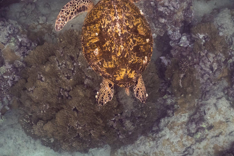 Waikiki Exclusive Snorkel + Lunch