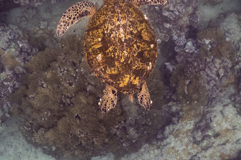 Waikiki Exclusive Snorkel + Lunch
