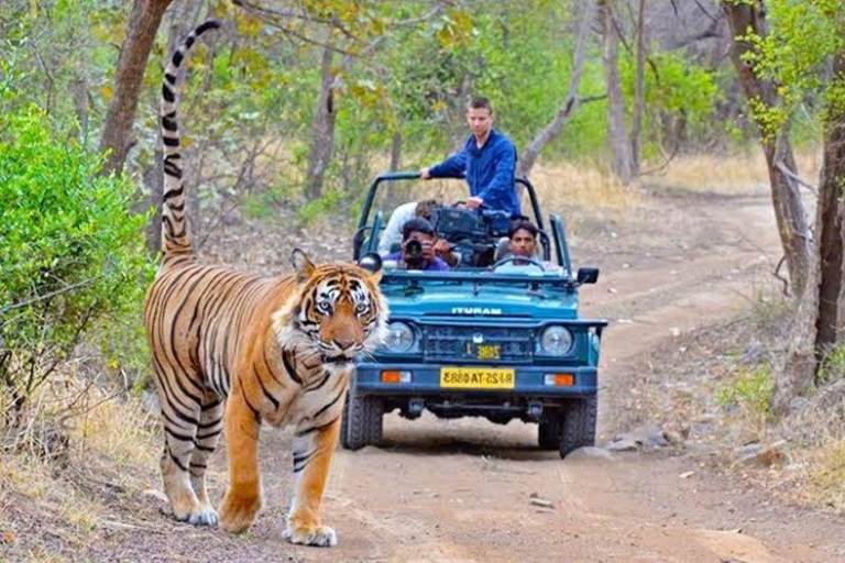 From Jaipur All-Inclusive Ranthambore Tiger Safari Day Tour From Jaipur Evening Safari Begins Between 6:00 AM - 7:00 AM