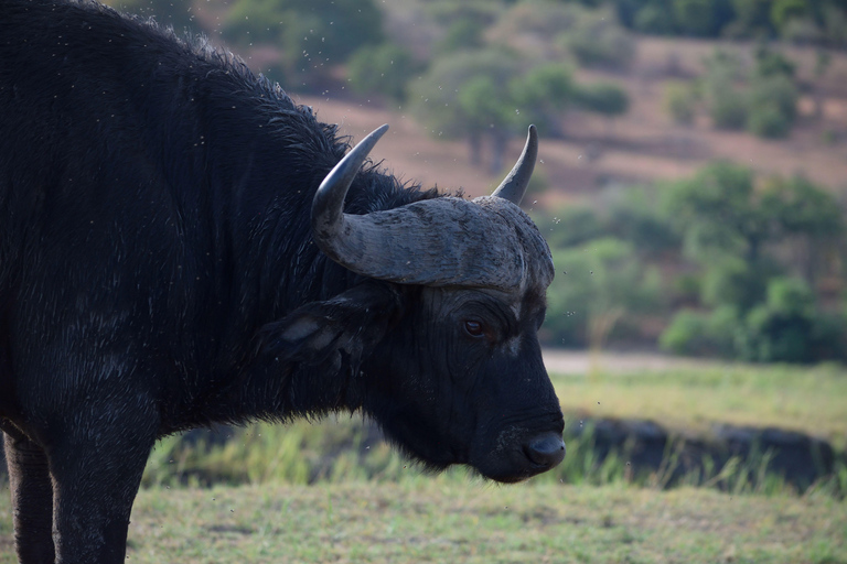 Victoria Falls: Safari game drive tour 3 hours