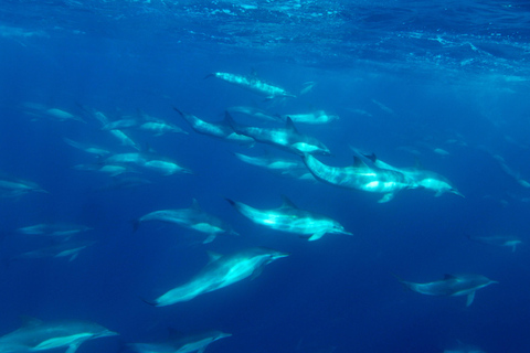 San Diego : Observation des baleines et des dauphins en bateau à moteur