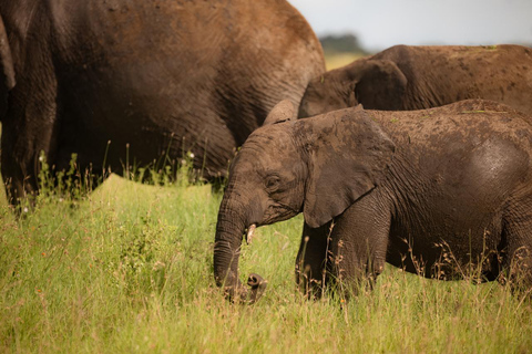 Arusha: 4 Days Private Safari Ngorongoro, Serengeti &Manyara