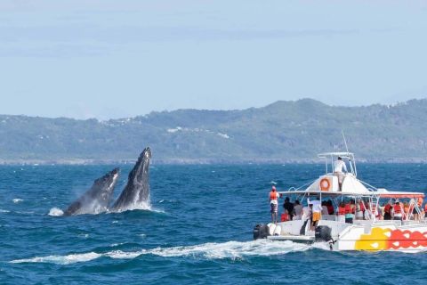 Samana : excursion d'une journée complète pour observer les baleines et Cayo Levantado