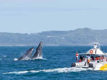 Samana: Whale Watching and Cayo Levantado Full Day Tour