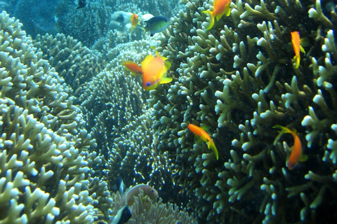 Zanzibar: Chumbe Island Day Trip incl. guided snorkelling