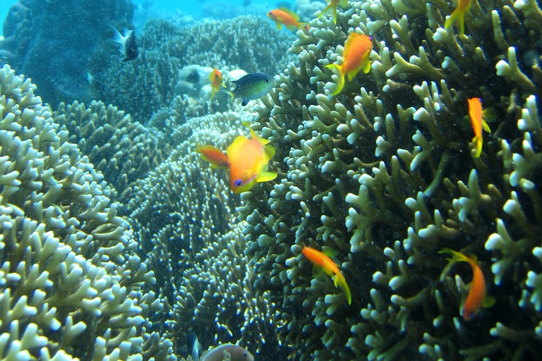 Zanzibar: Chumbe Island Day Trip incl. guided snorkelling