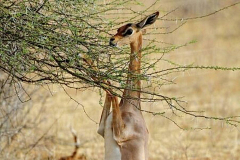 Nairobi: 3-Day epic trip to Maasai Mara Reserve with meals 3 days, 2 nights private safari to Mara in a tourist VAN