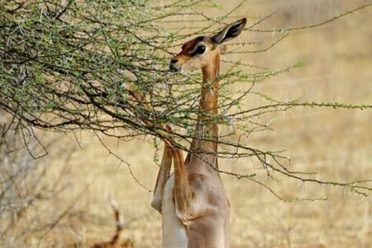 Nairobi: 3-Day epic trip to Maasai Mara Reserve with meals 3 days, 2 nights private safari to Mara in a tourist VAN