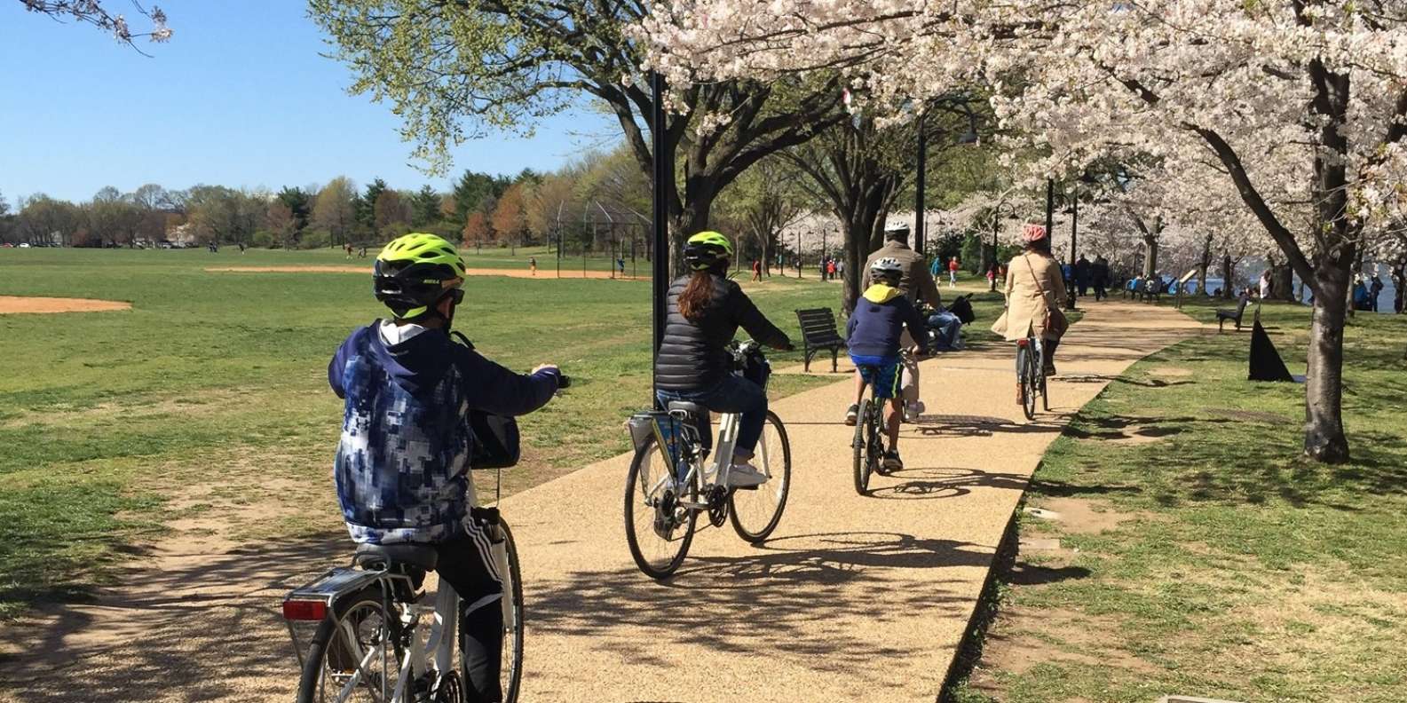 Washington DC Cherry Blossom Festival Guided Bike Tour 2023 - Viator