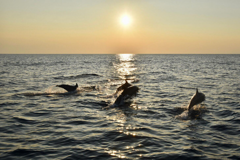 Pemuteran: Dolphin Watching Tour with Hotel Transfer