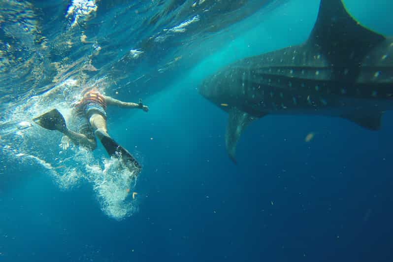 whales in playa del carmen