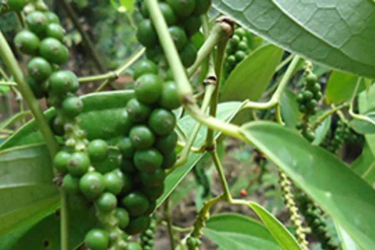 ZANZIBAR: Kryddodling, Stone Town-rundtur och Makachu DiversPRIVAT TUR TRANSFER INGÅR EJ