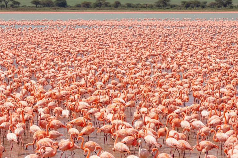 5-Day Masai Mara, Lake Nakuru, and Amboseli Tour