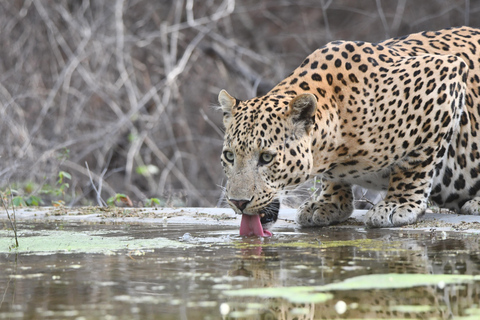 Jaipur: Privat Jhalana Leopard Safari Tour