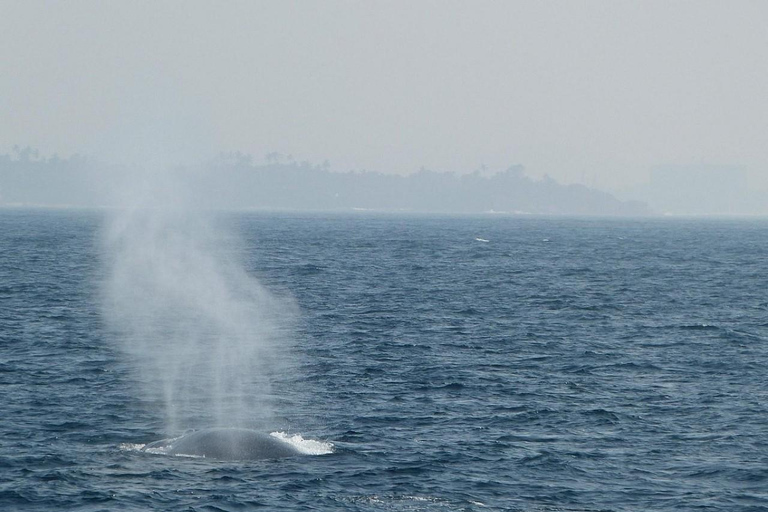 Mirissa: Whale & Dolphin Watching Cruise with Geeth’s Crew