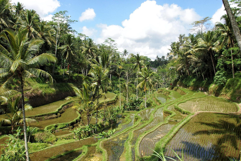 Ella: Rice Terrace Walk with Traditional Meal and Beer