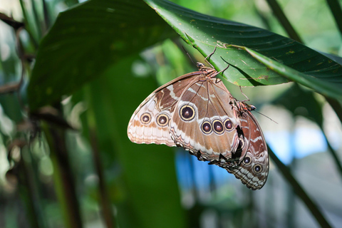 Cahuita national Park &amp; Maratopia tropical garden