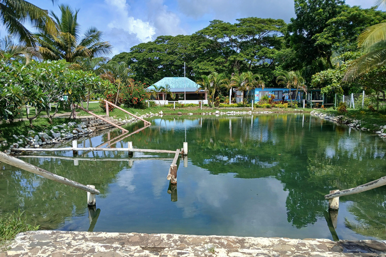 NADI: wycieczka po wykwintnym ogrodzie storczyków z gorącym źródłem i basenem błotnymOdbiór z InterContinental Fiji/Yatule Resort