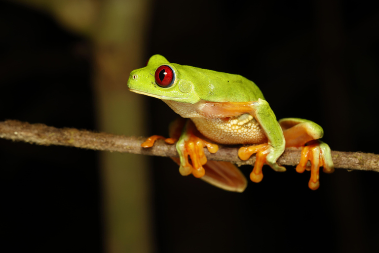 Panamá; San Blas Dos días en la selva todo incluido