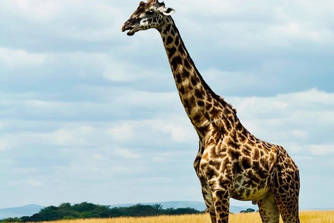 Diani/Mombasa: Private Tsavo East Day Safari in 4x4 Cruiser.