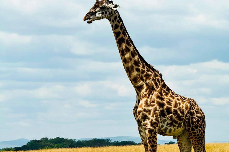 Diani/Mombasa: Private Tsavo East Day Safari in 4x4 Cruiser.