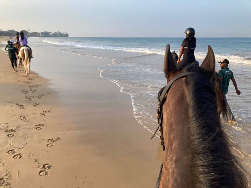Horse Riding in Port City GetYourGuide