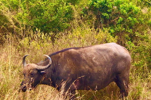 Excursión de un día al Parque Nacional de Tsavo Oriental desde Mombasa