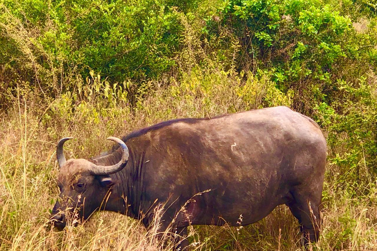 Excursión de un día al Parque Nacional de Tsavo Oriental desde Mombasa