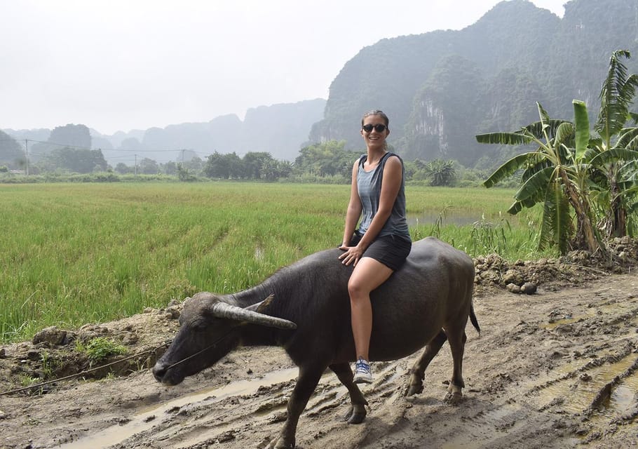 Ninh Binh: Buffalo riding, rice planting group tour | GetYourGuide