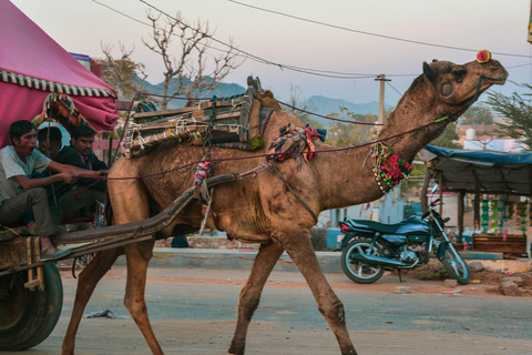 Depuis Jaipur : Excursion à Pushkar et Ajmer avec balade à dos de chameau.Jaipur : Excursion d'une journée à Pushkar et Ajmer avec safari à dos de chameau