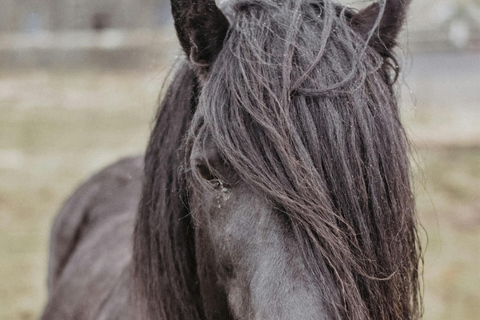 Maun, Botswana: Half Day Guided Horse Back Safari Ride