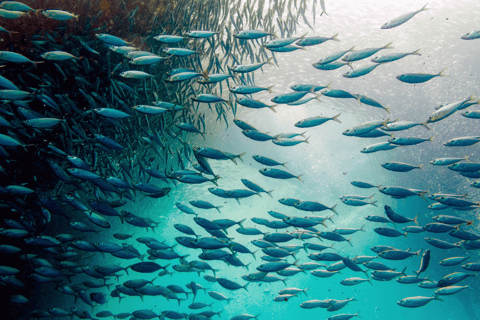 Cebú: Carrera de Sardinas y Aventura de Snorkel con Tortugas - Moalboal